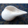 Blowing Conch Shankh Muschelhorn (ca. 16-19  x ca. 10 cm)