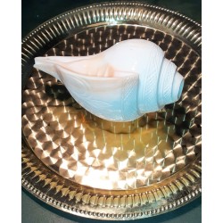 Blas Muschelhorn (ca. 20 cm) Blowing Conch Shankh