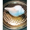 Blas Muschelhorn (ca. 20 cm) Blowing Conch Shankh
