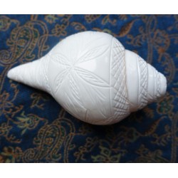 Blowing Conch (ca. 16 cm)...